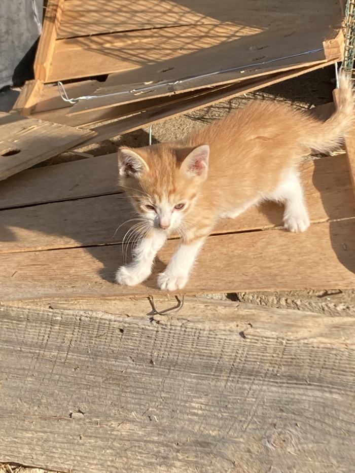 Cason Vaughn - Baby Copper