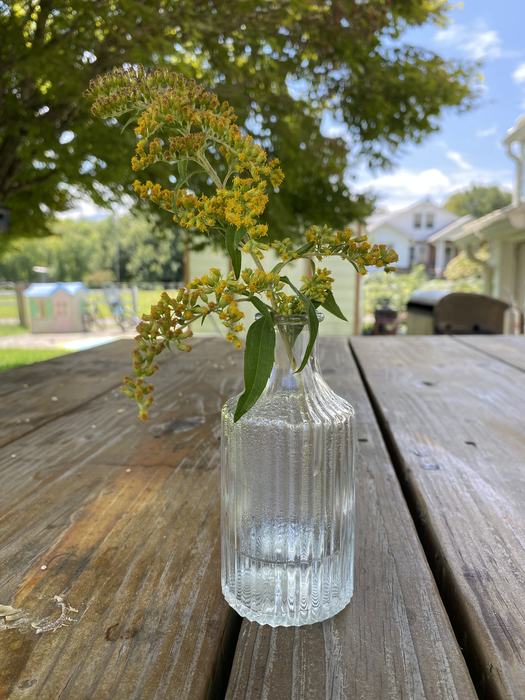 Maggie Sasscer -Goldenrod in a Vase