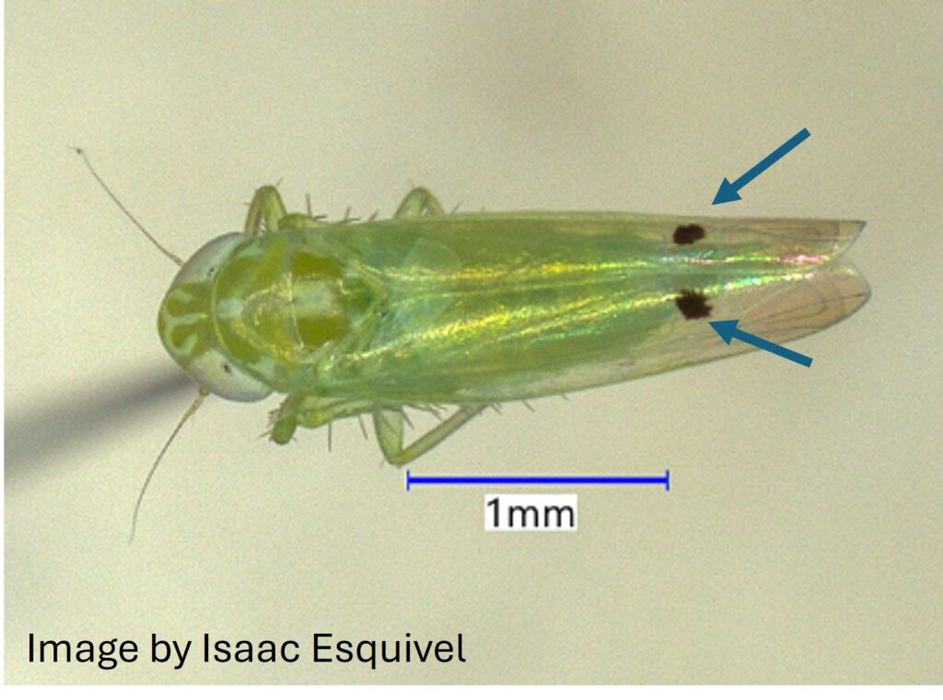 Cotton jassid, a.k.a. cotton leafhoppe or two-spotted leafhopper (Amrasca biguttula)