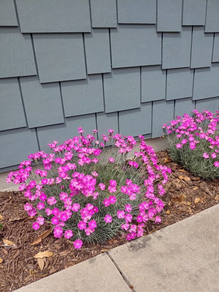 Dianthus