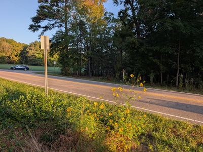 Ditch Daisy by Amanda Bratcher