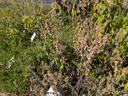 Drought Plants - Photo by Amanda Bratcher