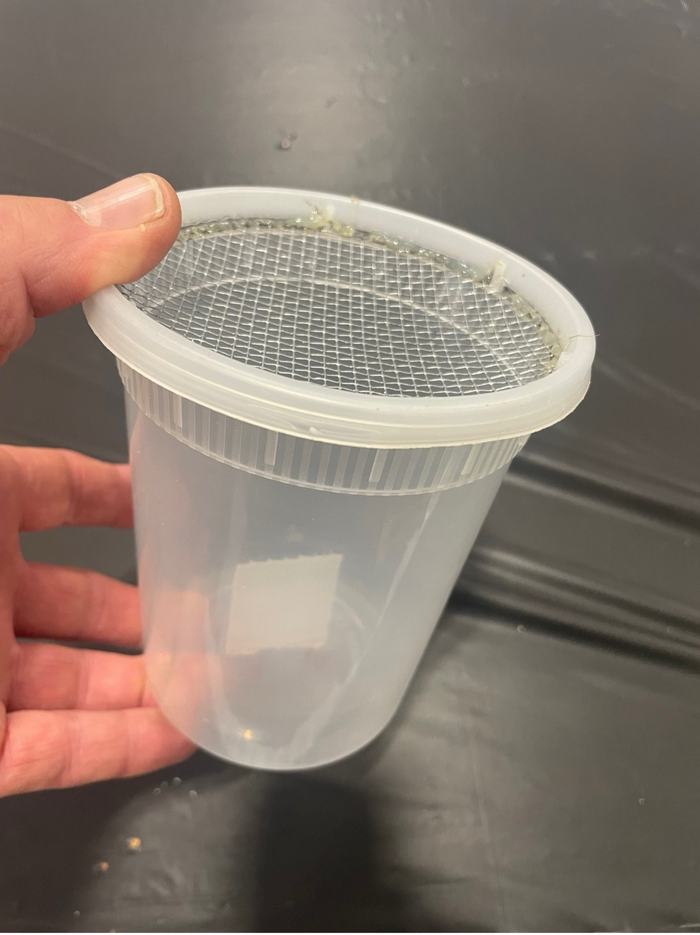 Hand holding translucent plastic container with a mesh-covered lid