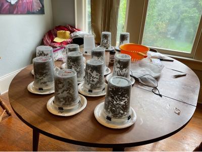 Several clear plastic cups inverted over white plates containing dark organic material on a wooden table