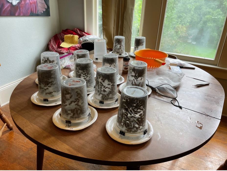 Several clear plastic cups inverted over white plates containing dark organic material on a wooden table