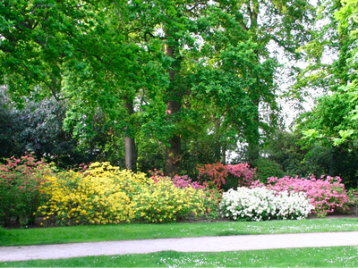 flowers under shade trees