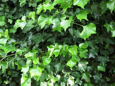 Dense glossy ivy leaves and climbing vines covering a surface