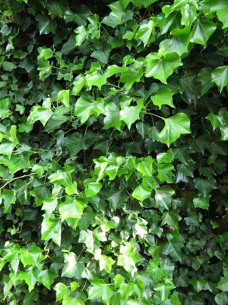 Dense glossy ivy leaves and climbing vines covering a surface