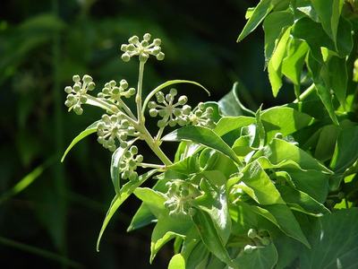 Green plant with clusters of small round flower buds and glossy leaves