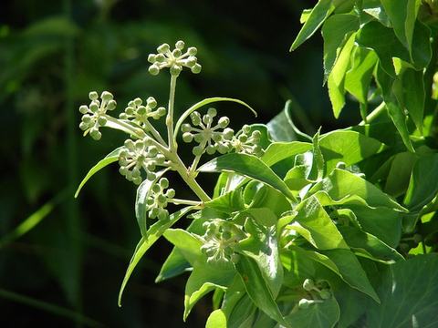 Green plant with clusters of small round flower buds and glossy leaves