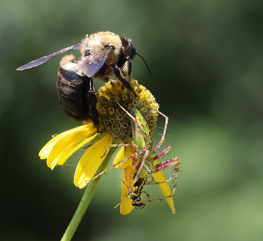 The bee visitor didn't distract the green lynx spider spider from her meal and fortunately she managed to hang on to the wasp while the bee foraged on the flower!