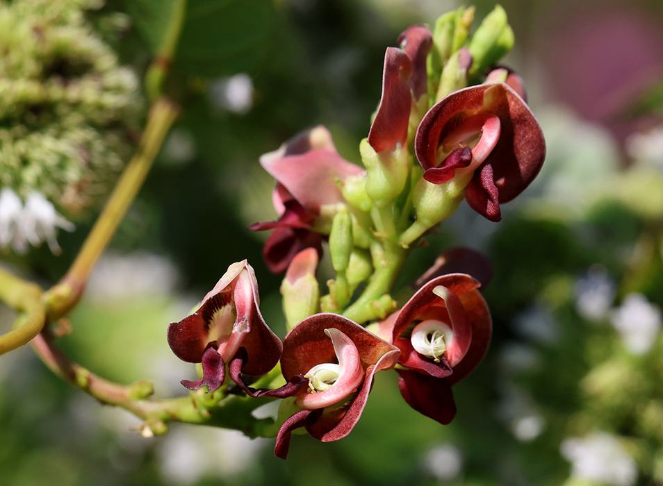 American groundnut vine, also called potato bean (Apios americana), is a native perennial vine with a stunning and unique bloom. It produces edible tubers and pods.