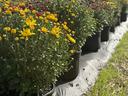 Rows of potted yellow and red chrysanthemums lined on ground at a nursery field