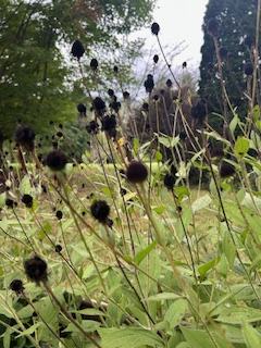 Dark black flowers on the end of long stems.
