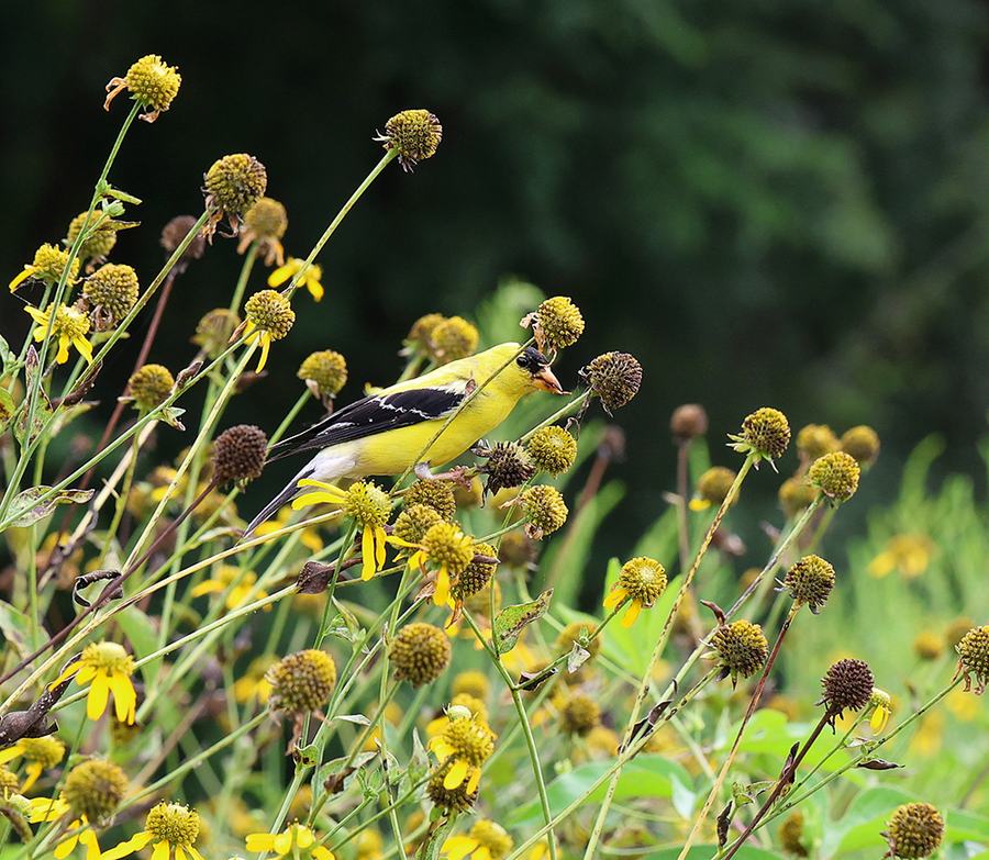 Goldfinch feeding on green-head coneflower (Rudbeckia laciniata).