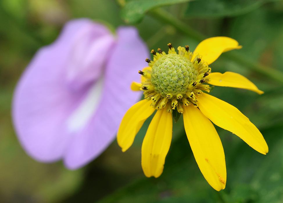 spurred butterfly pea vine (Centrosema virginianum) and green-headed coneflower (Rudbeckia laciniata).