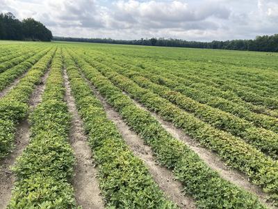 Rows of green peanut plants extend across a large, flat field under a partly cloudy sky.