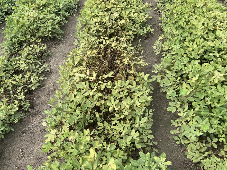 Several rows of peanut plants, with one row showing signs of yellowing and thinning compared to the others.