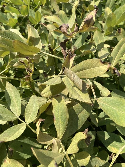 Close-up of peanut leaves showing yellowing, curling, and blackened edges, indicating plant stress or disease.