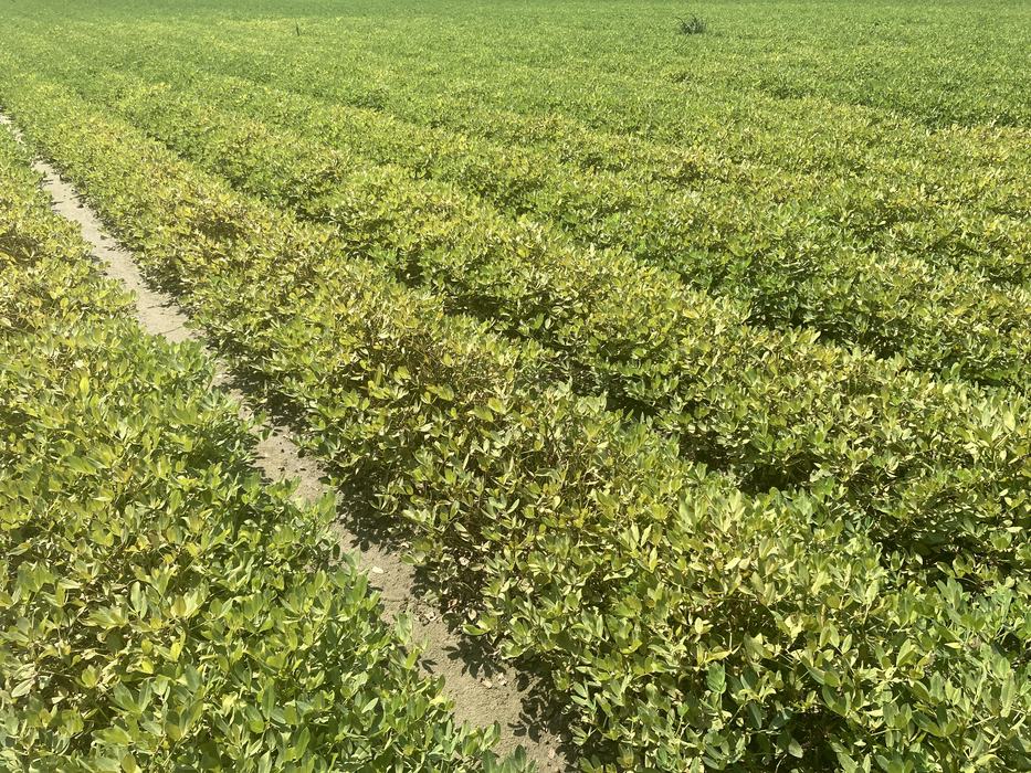 Crop rows of peanut plants with a noticeable yellow tint across most plants, suggesting widespread stress.