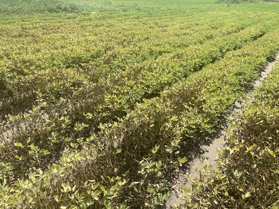 Peanut plants in rows with visible browning and thinning in the lower stems and foliage, indicating possible late-stage disease or drought stress.