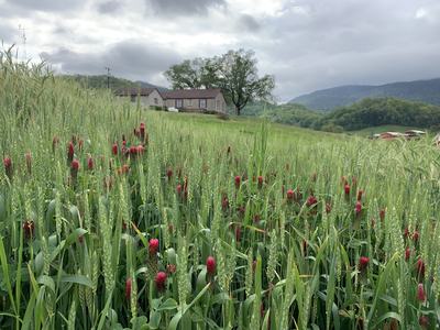 landscape of wheat and blooming crimson clover