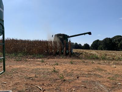 A combine harvests corn in a field.