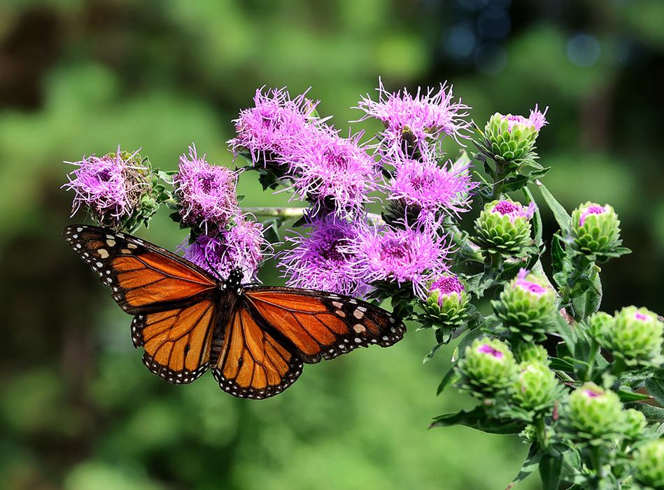 Monarch butterfly on devil's bite (Liatris scariosa).