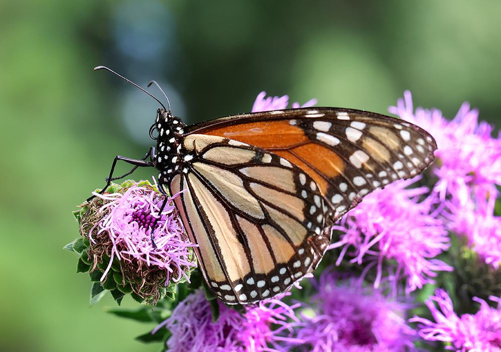Monarch on northern blazing star