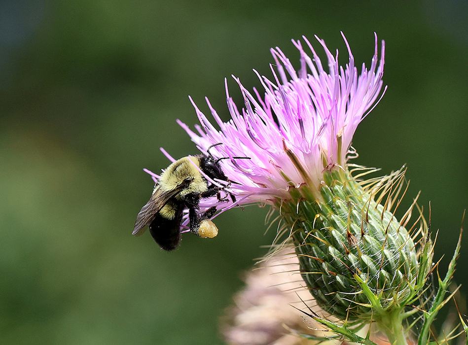 Bumble bee on native field thistle (Cirsium discolor).