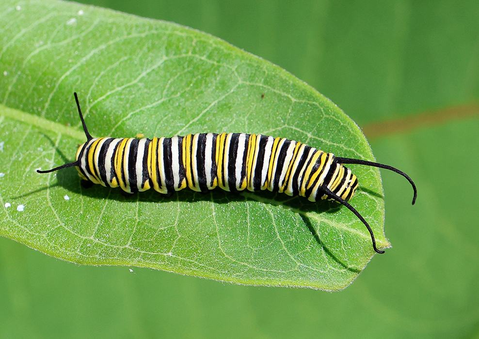 Monarch caterpillar on common milkweed (Asclepias syriaca).
