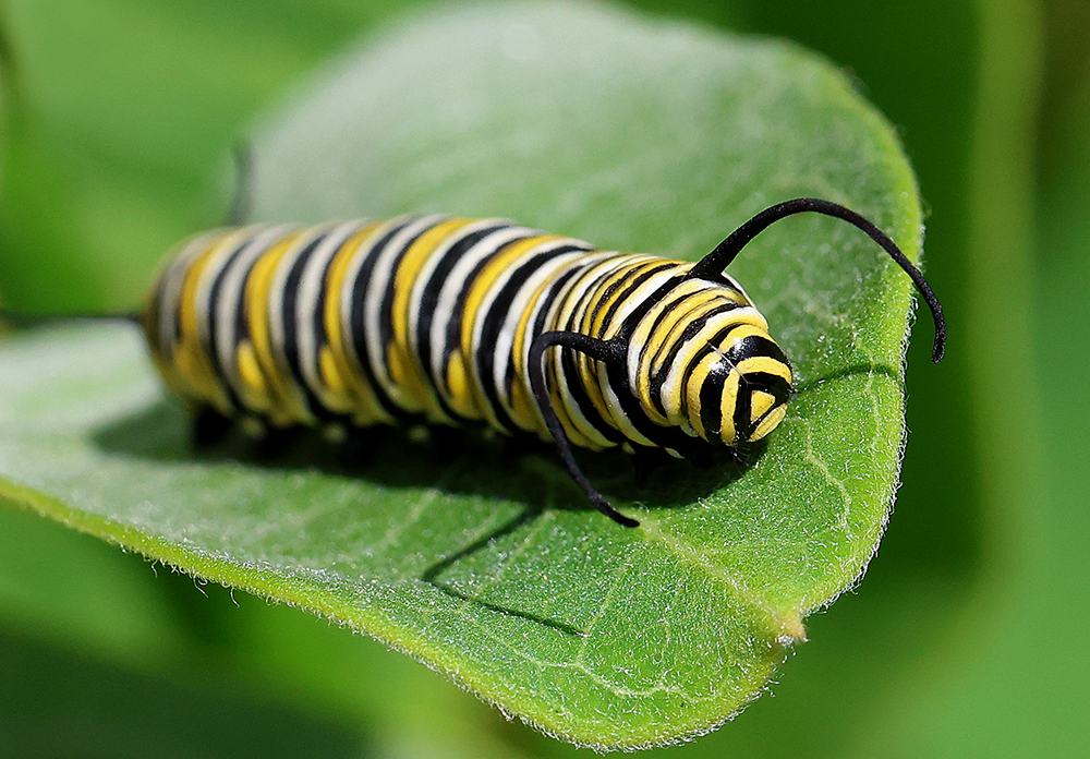 Monarch caterpillar on common milkweed (Asclepias syriaca).