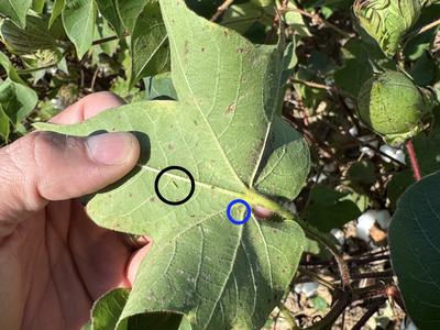 Underside of a leaf with cotton jassids