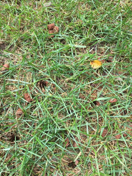 A lawn that has been recently core aerified with holes and soil cores laying on top of the grass.