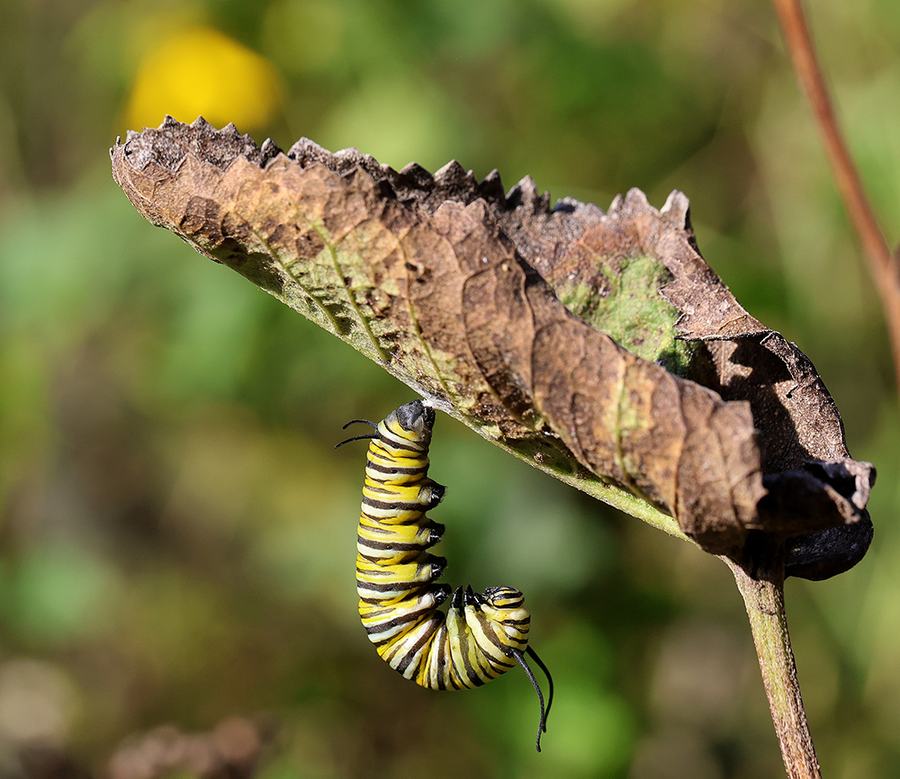 Monarch caterpillar suspended in the J-formation from a wild quinine leaf (the plant was near a bunch of common milkweed). It's preparing to pupate.