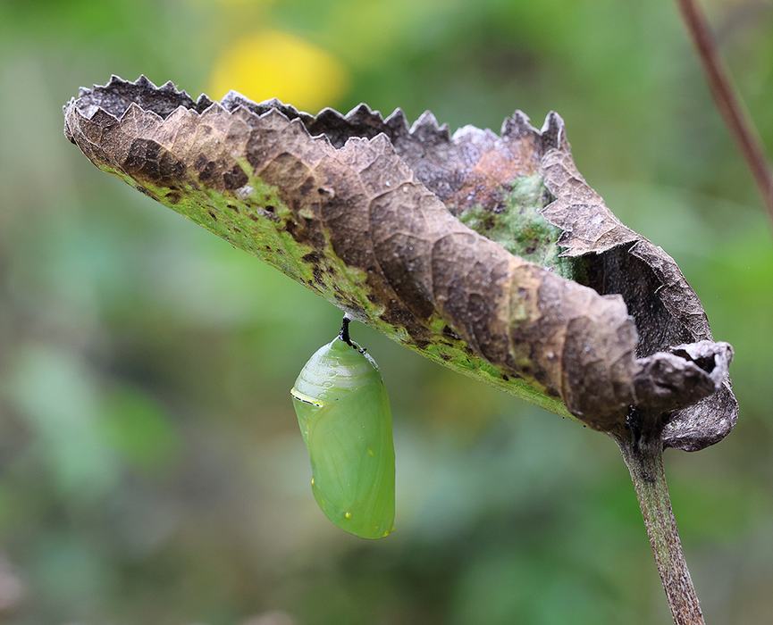 Fresh monarch chrysalis.
