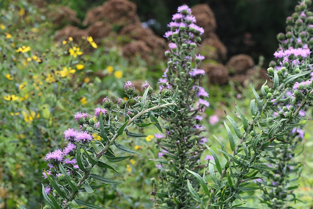 Northern blazing star (Liatris scariosa) backed by tall tickseed, seashore mallow, and joe-pye weed.