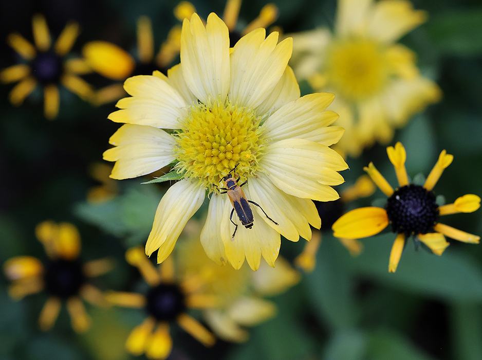 Soldier beetle on Gaillardia with Rudbeckia.