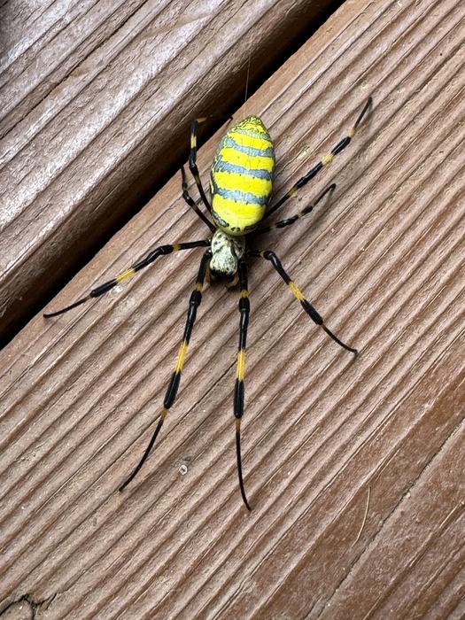 Joro spider