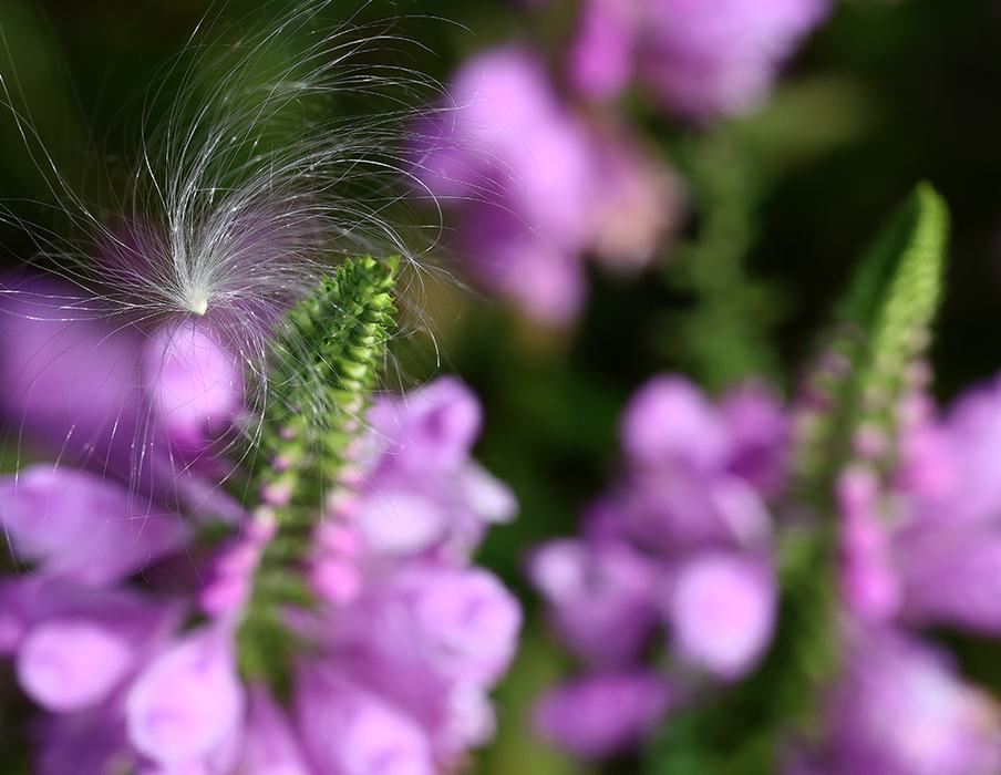 Field thistle seed caught on obedient plant.