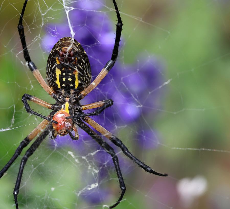 Big predator catches a small predator: Argiope spider captures a lady beetle.