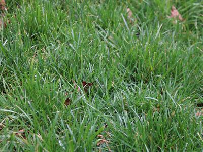 Close up of grass growing in a lawn