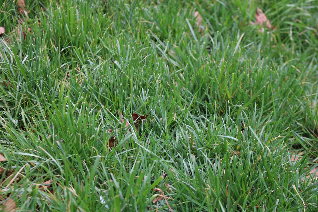 Close up of grass growing in a lawn