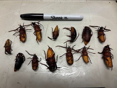 Dead cockroaches on white tray with Sharpie marker labeled "Sharpie FINE POINT"
