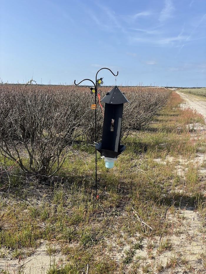 Black insect trap hanging from metal hook in coastal scrub beside a dirt road
