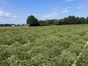 An image showing pod seperation in a field.