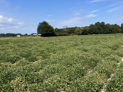An image showing pod seperation in a field.