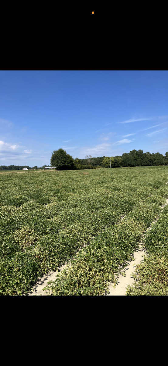 An image showing pod seperation in a field.