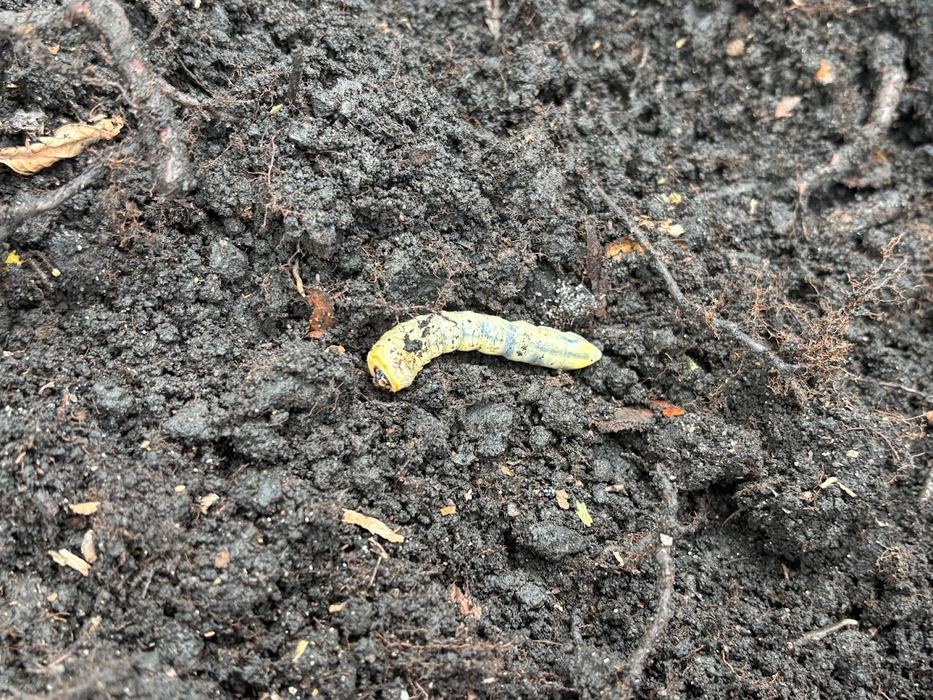 Pale green caterpillar lying on dark, crumbly potting soil