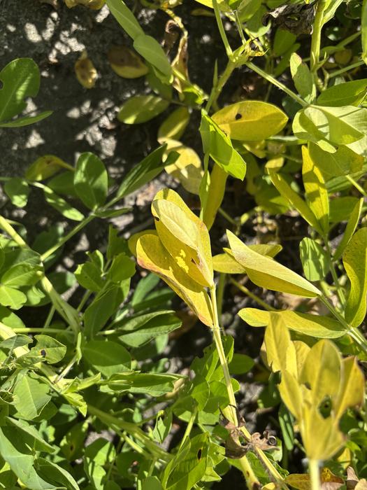 Yellow leaves on a peanut plant.